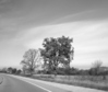 trees bw (640x540).jpg