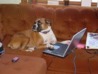 olddog.jpg