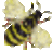 queenbee