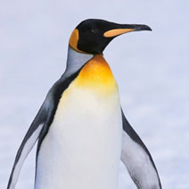 Powerpoint Templates Penguins